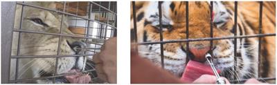 Oxytocin administration is a potential tool for behavioral management in felids